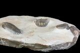 Four Trilobite Species In Association - Jorf, Morocco #138935-16